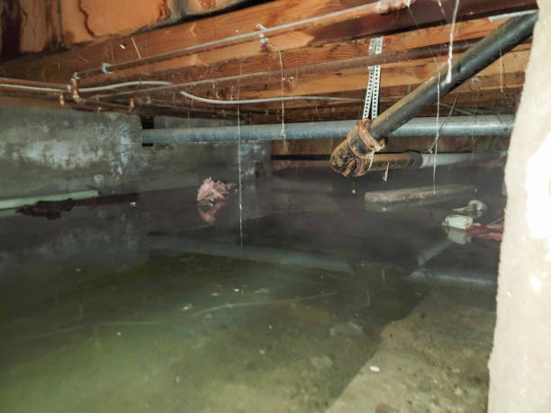 Best Ceiling water damage repair  in Brownsville, FL