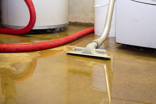 Best Professional water damage repair  in Brownsville, FL