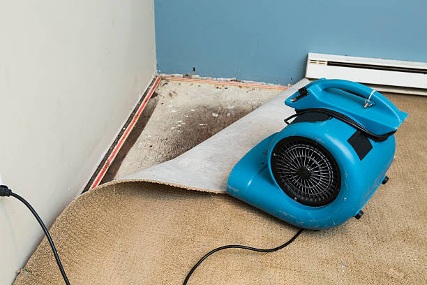 Best 24/7 water damage repair  in Brownsville, FL